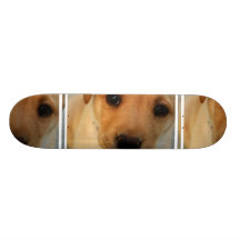 Labrador Retriever Puppy Skateboard