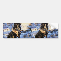 Labrador Retriever with Drake Mallard Bumper Stickers