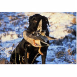 Labrador Retriever with Drake Mallard photo sculptures