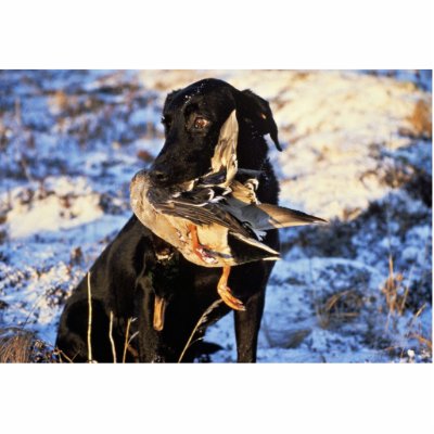 Labrador Retriever with Drake Mallard Acrylic Cut Out by animalpark