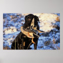 Labrador Retriever with Drake Mallard posters