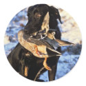 Labrador Retriever with Drake Mallard stickers