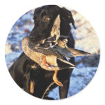 Labrador Retriever with Drake Mallard stickers