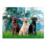 Labrador Trio - Lilies 1 Post Cards