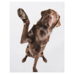 Labrador with a Big High Five flyers