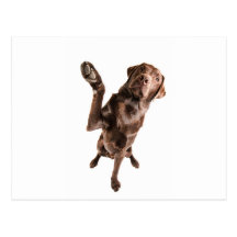 Labrador with a Big High Five Postcards