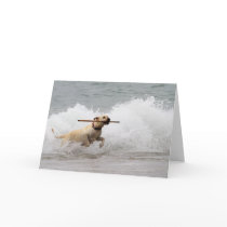 Labrador - Yellow - Go Fetch!