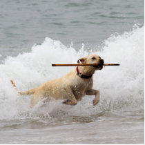Labrador - Yellow - Go Fetch!