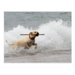 Labrador - Yellow - Go Fetch! Post Card
