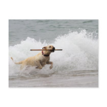 Labrador - Yellow - Go Fetch!