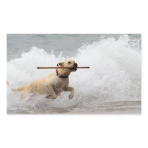 Labrador - Yellow - Go Fetch!