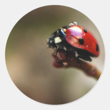 LABYBIRD ROUND STICKER
