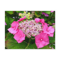 Lacecap Hydrangea Postcard