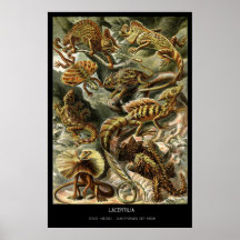Lacertilia – Plate 79 - Kunstformen der Natur Posters