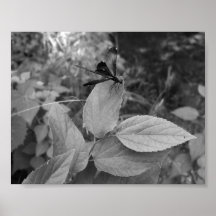 Lacewing Along Travertine Creek - Desaturated Print