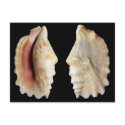 Laciniate Conch postcards