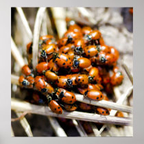 Lady Beetle Gathering Posters