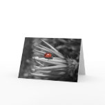 Lady Bug on a Daisy Greeting Card