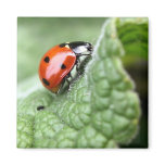 Lady Bug On A Leaf Refrigerator Magnet