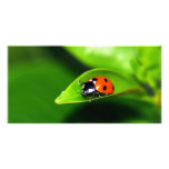 Lady Bug On A Leaf photo cards