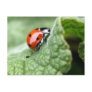 Lady Bug On A Leaf Postcards