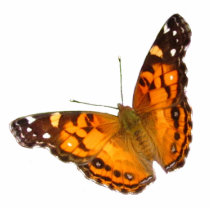 Lady Butterfly ~ acrylic Photo Cut Out
