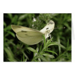 Lady Butterfly cards