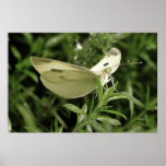 Lady Butterfly Posters