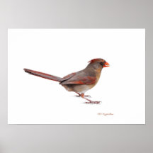Lady Cardinal Posters