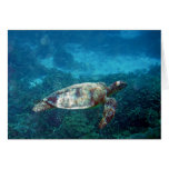 Lady Elliot Island Sea Turtle Greeting Card
