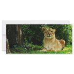 Lady Lion Relaxing Custom Rack Card