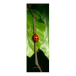 lady luck business card