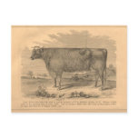 Lady Susan, First Prize Cow at Utica, 1863 Post Card