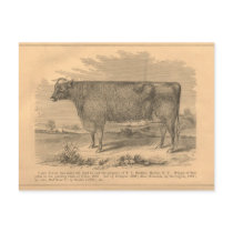 Lady Susan, First Prize Cow at Utica, 1863 Post Card