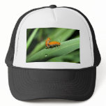 ladybird hats