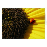 Ladybird on a sunflower cards