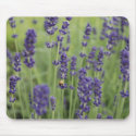 Ladybird on Lavender Mousepad