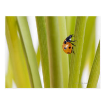 Ladybird on plant stems postcards