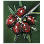 Ladybird T-Shirt