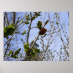 Ladybug 1
