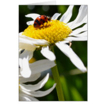 Ladybug and Daisies Cards