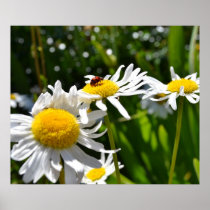 Ladybug and Daisies Poster