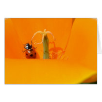 Ladybug and Poppy II Greeting Card