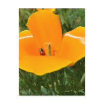 Ladybug and Poppy II Postcard