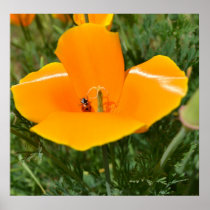 Ladybug and Poppy II Posters