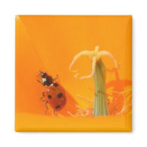 Ladybug and Poppy Refrigerator Magnets