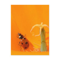 Ladybug and Poppy Post Cards