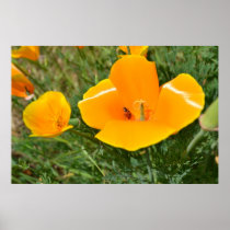 Ladybug and Poppy Posters