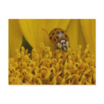 Ladybug Beetle Postcard.
