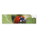 Ladybug bumper stickers